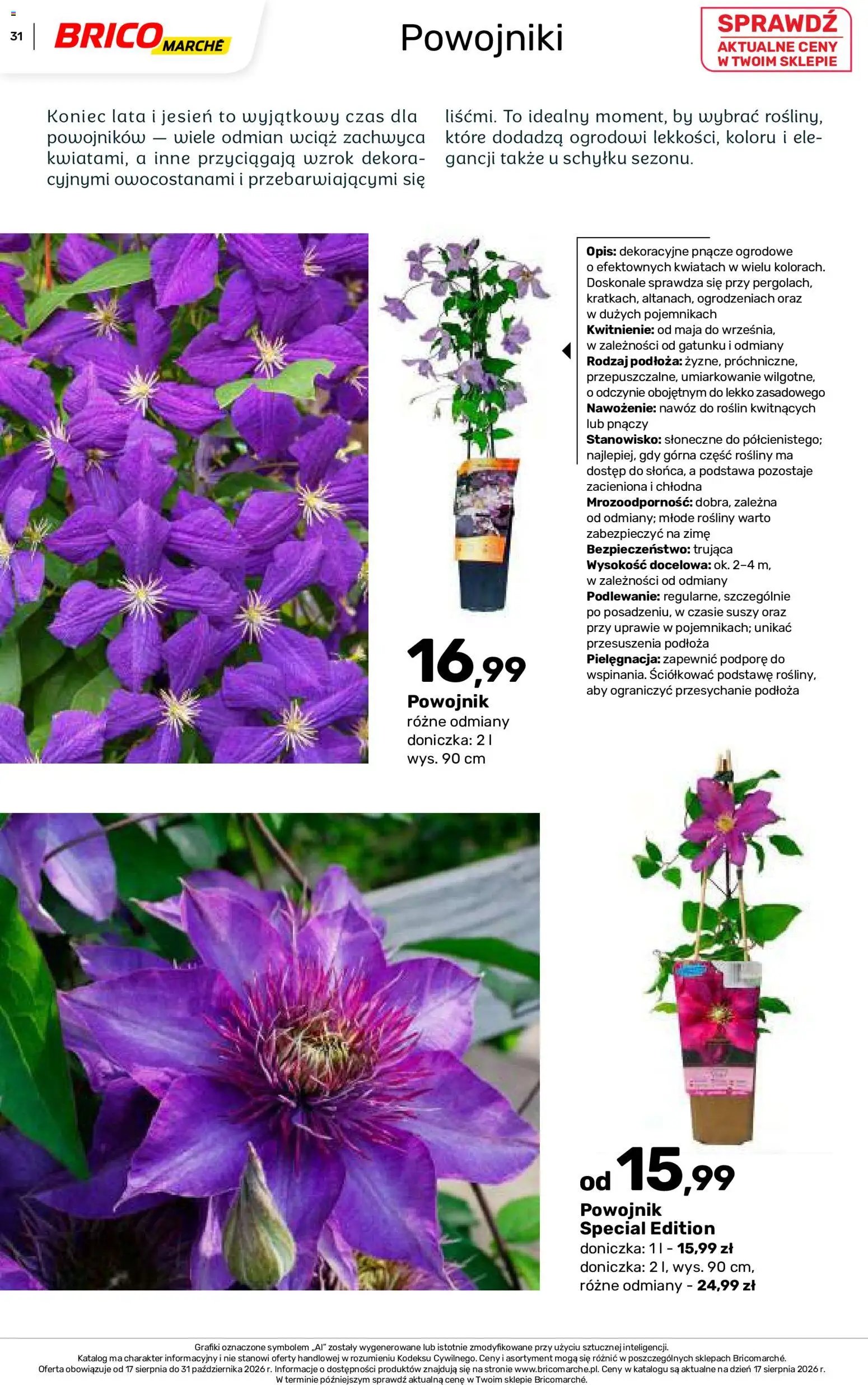 Brico Marché gazetka - Jesienne Inspiracje