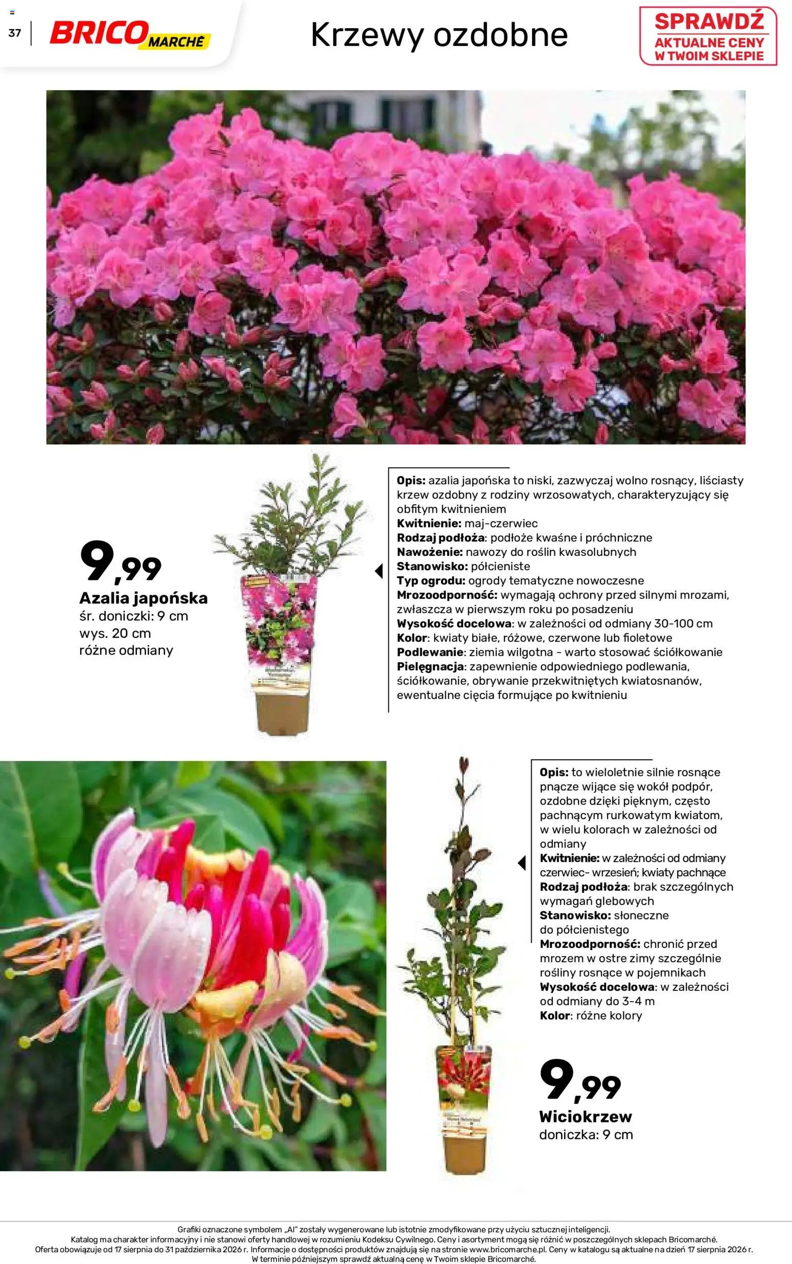 Brico Marché gazetka - Jesienne Inspiracje