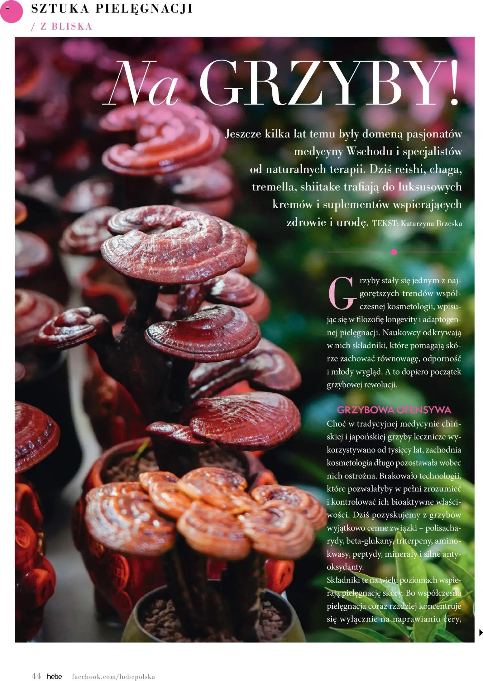 Hebe gazetka - Magazyn