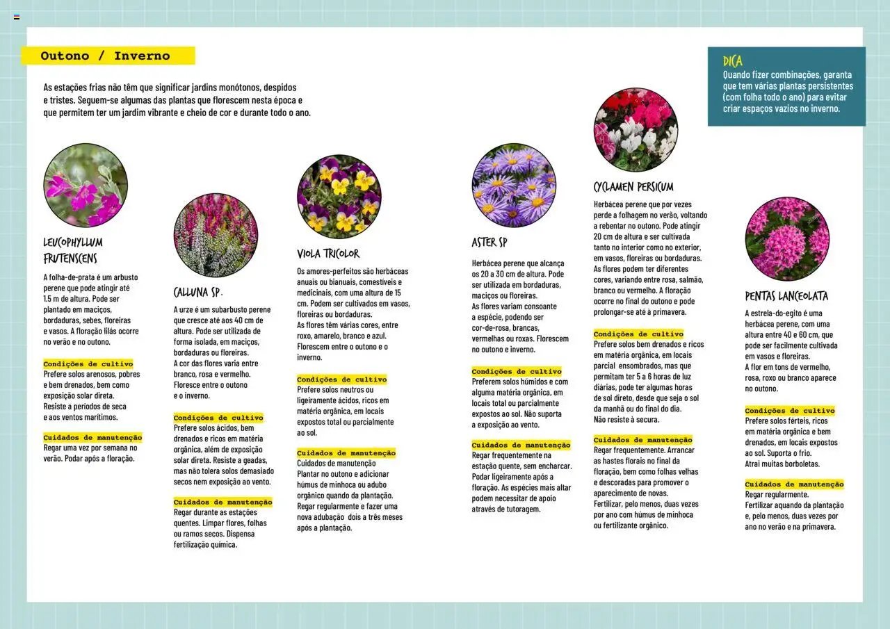 BricoMarché Plantas Floridas (2024-01-17 - 2025-12-31) | 3