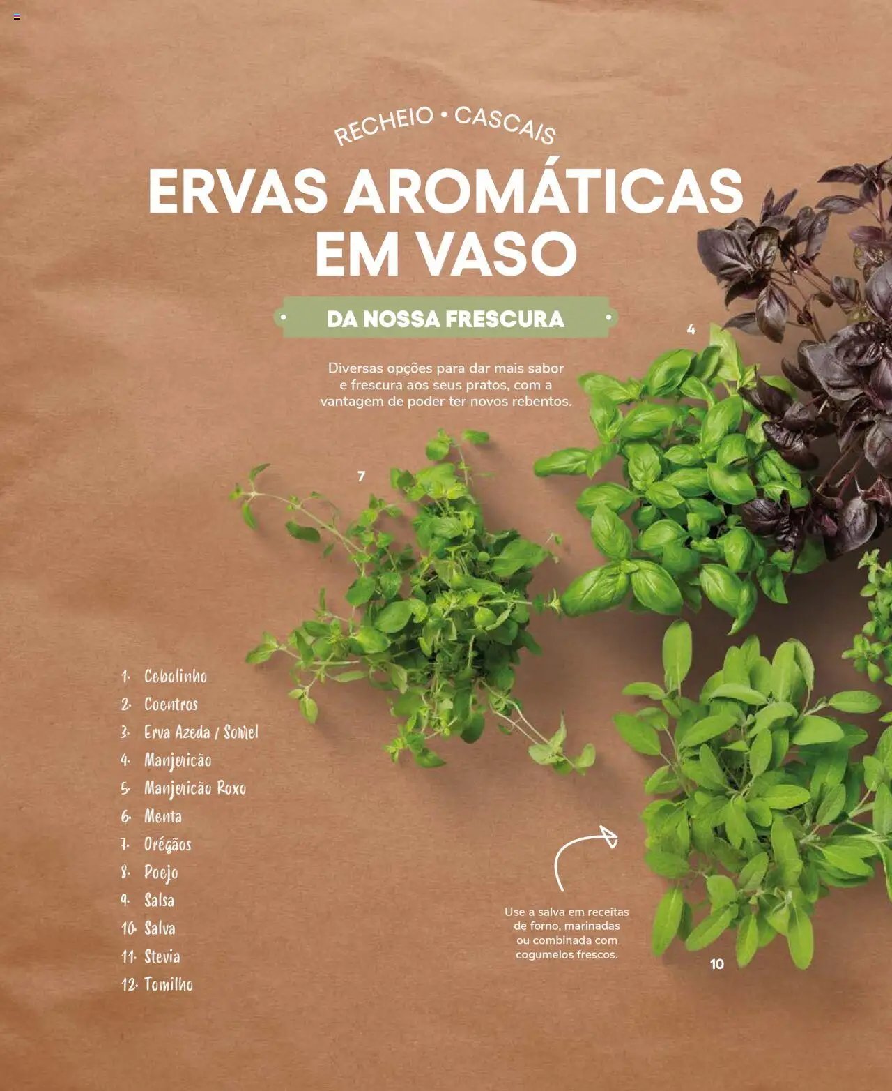 Recheio Frutas e Legumes (2024-09-19 - 2025-12-31)