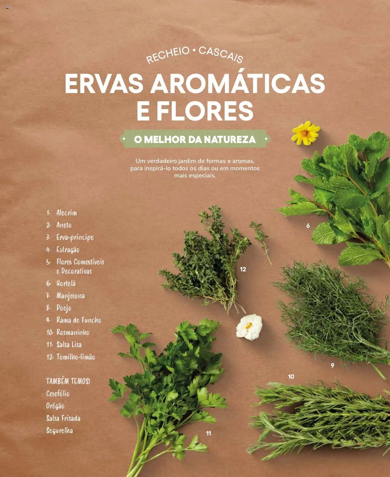 Recheio Frutas e Legumes (2024-09-19 - 2025-12-31)