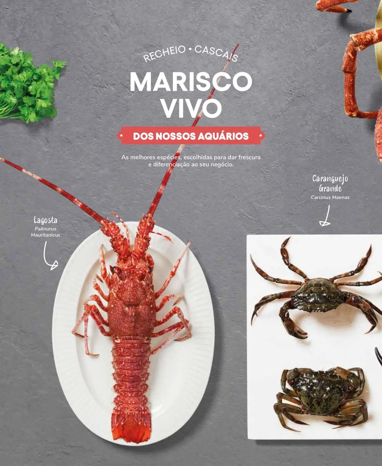 Recheio Peixaria (2024-09-19 - 2025-12-31)