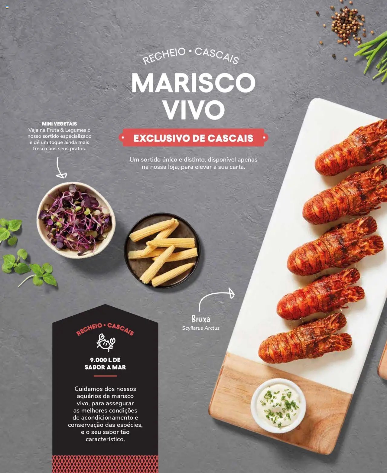 Recheio Peixaria (2024-09-19 - 2025-12-31)