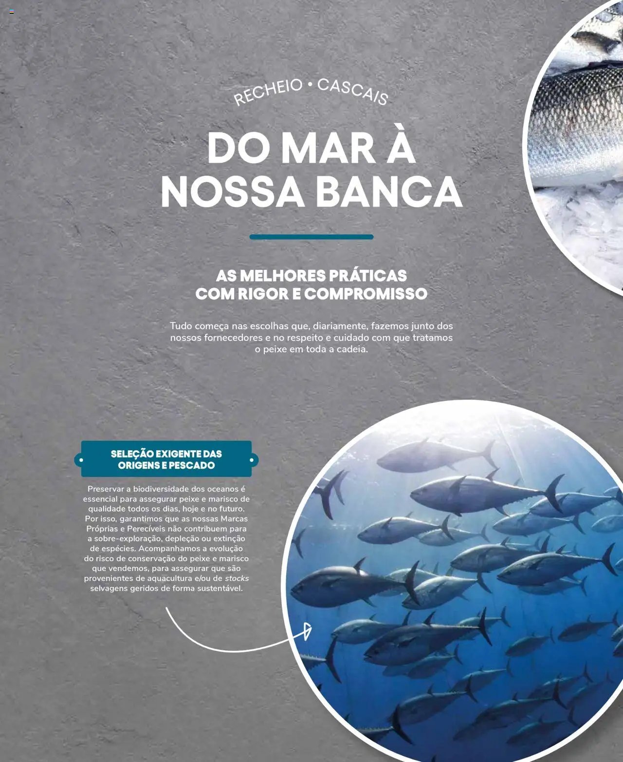 Recheio Peixaria (2024-09-19 - 2025-12-31)
