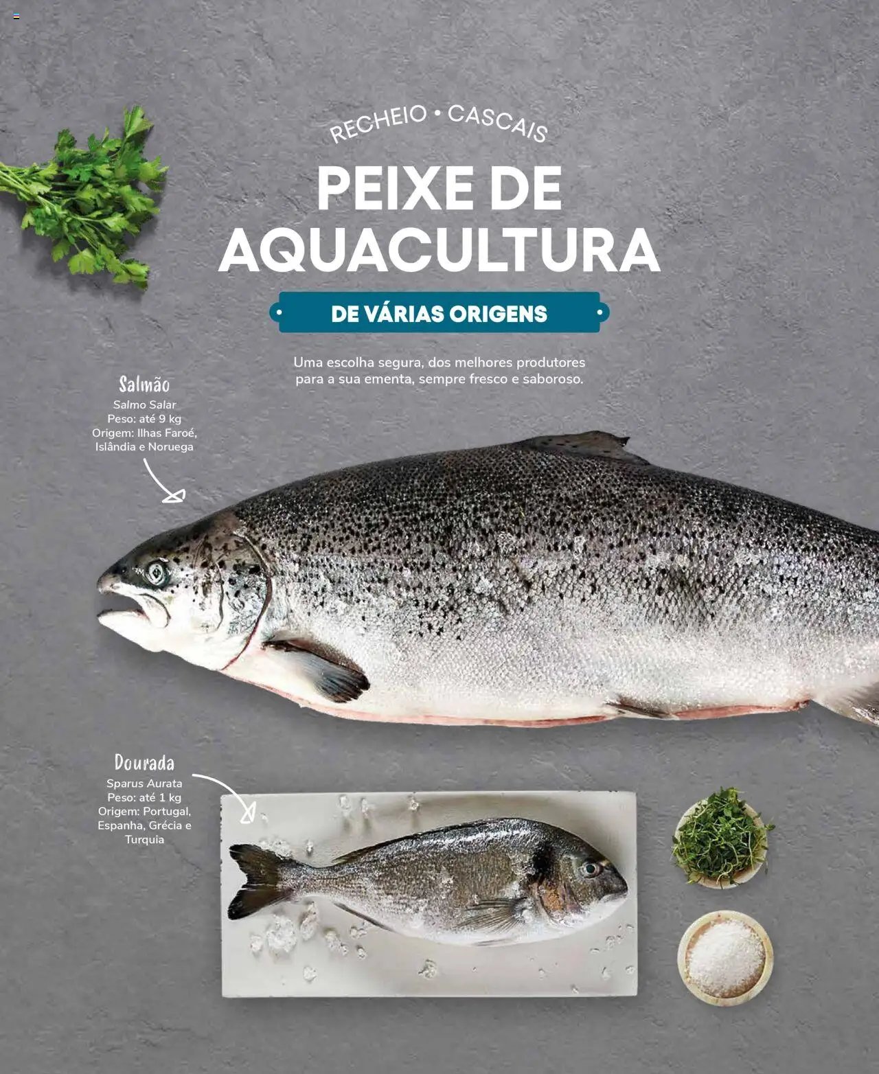 Recheio Peixaria (2024-09-19 - 2025-12-31)