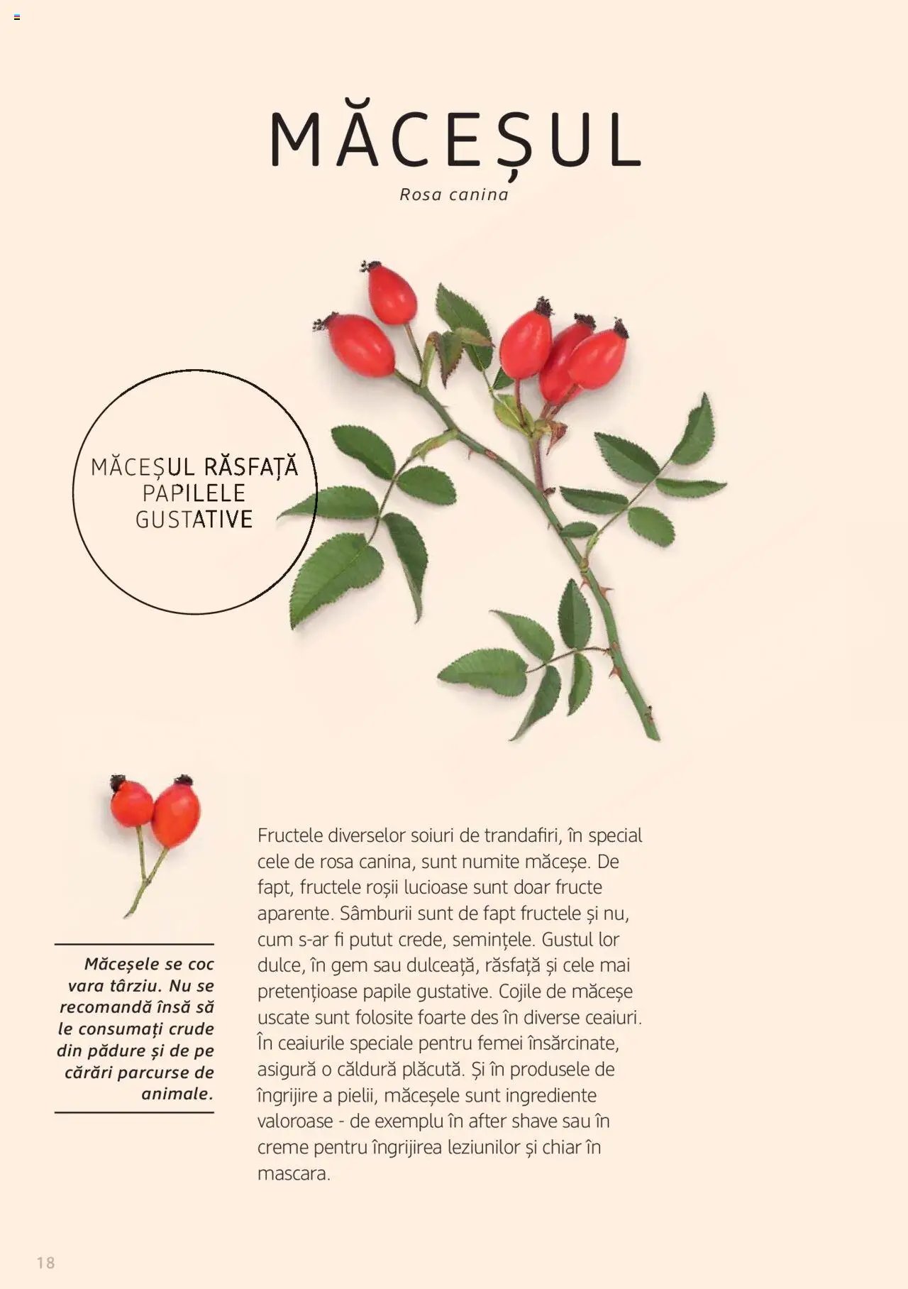 DM drogeriemarkt catalog - Broșura despre plante și ierburi