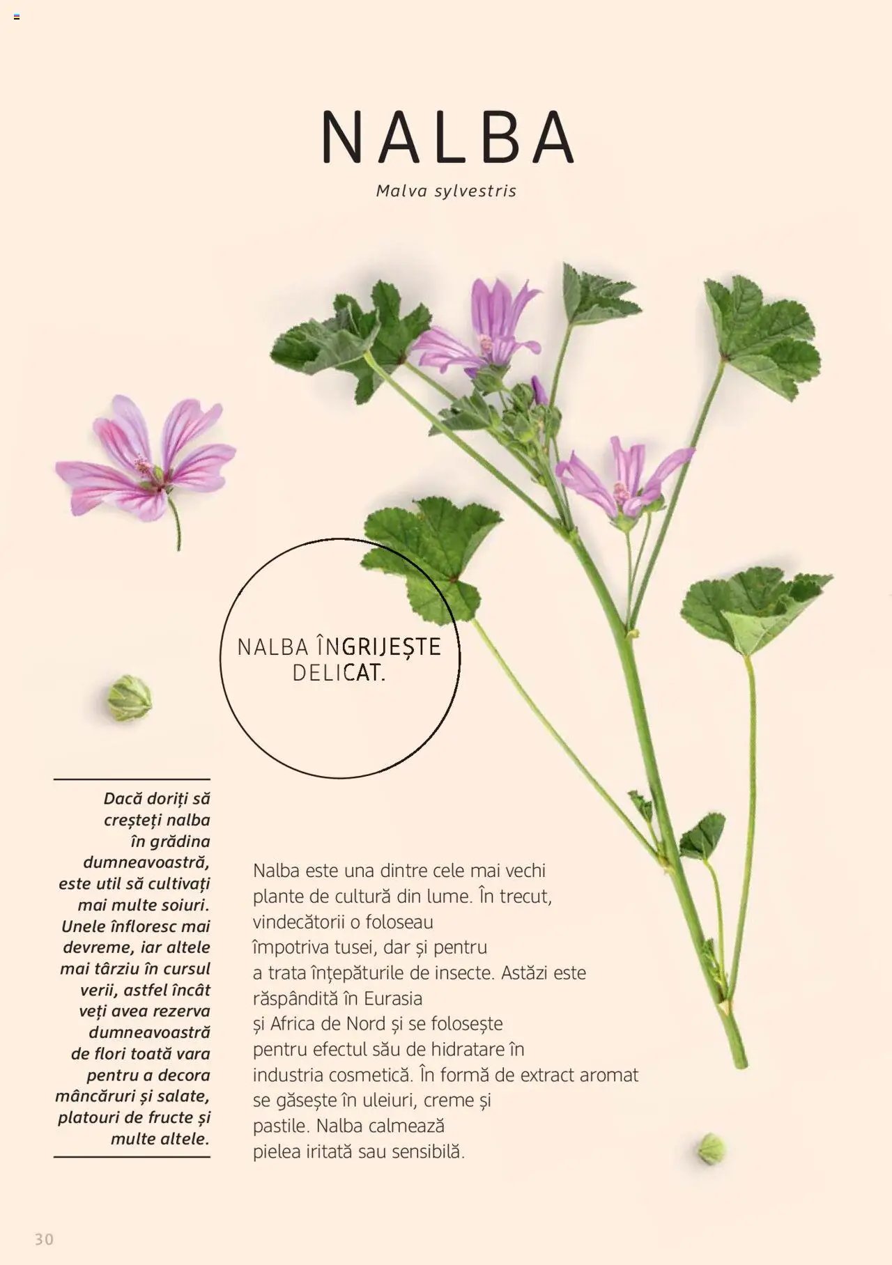 DM drogeriemarkt catalog - Broșura despre plante și ierburi