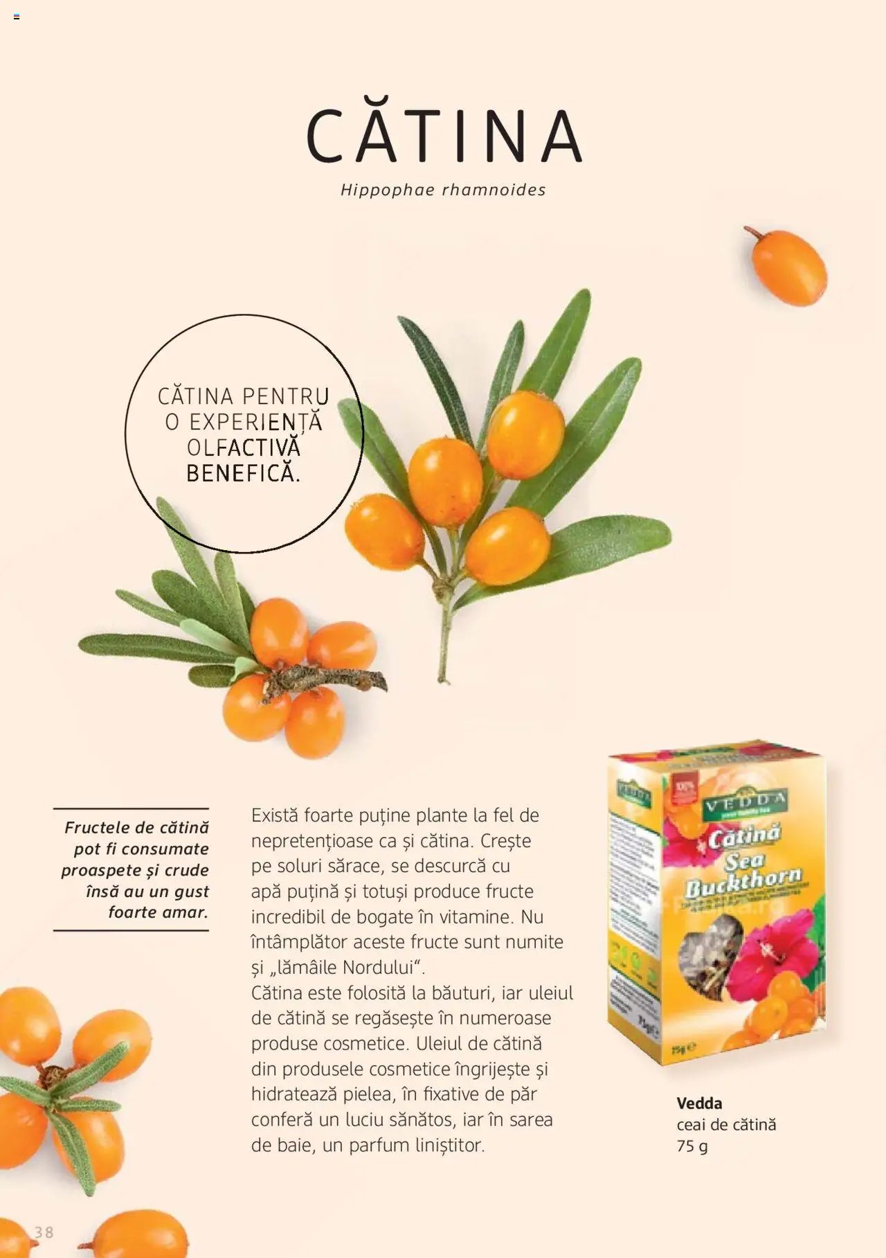 DM drogeriemarkt catalog - Broșura despre plante și ierburi