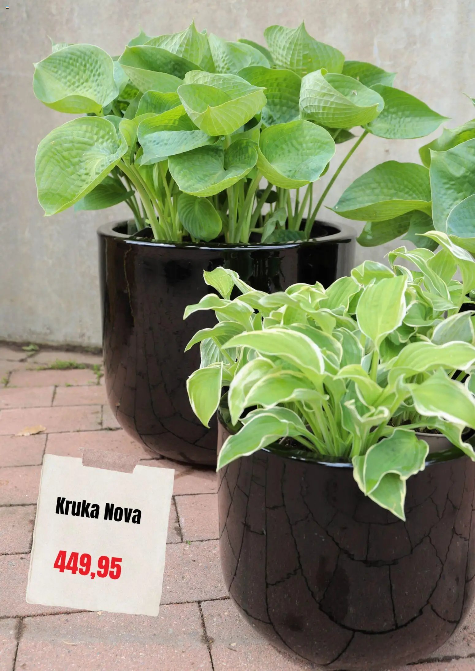 Plantagen erbjudanden
