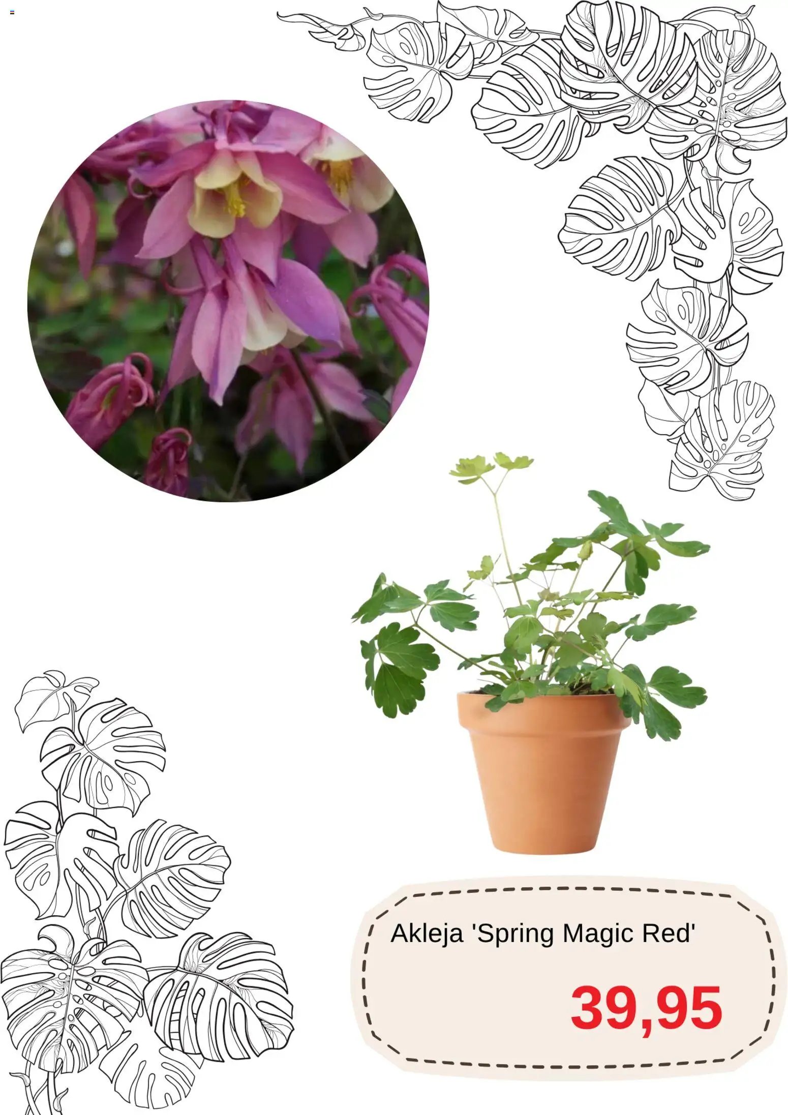 Blomsterlandet erbjudanden