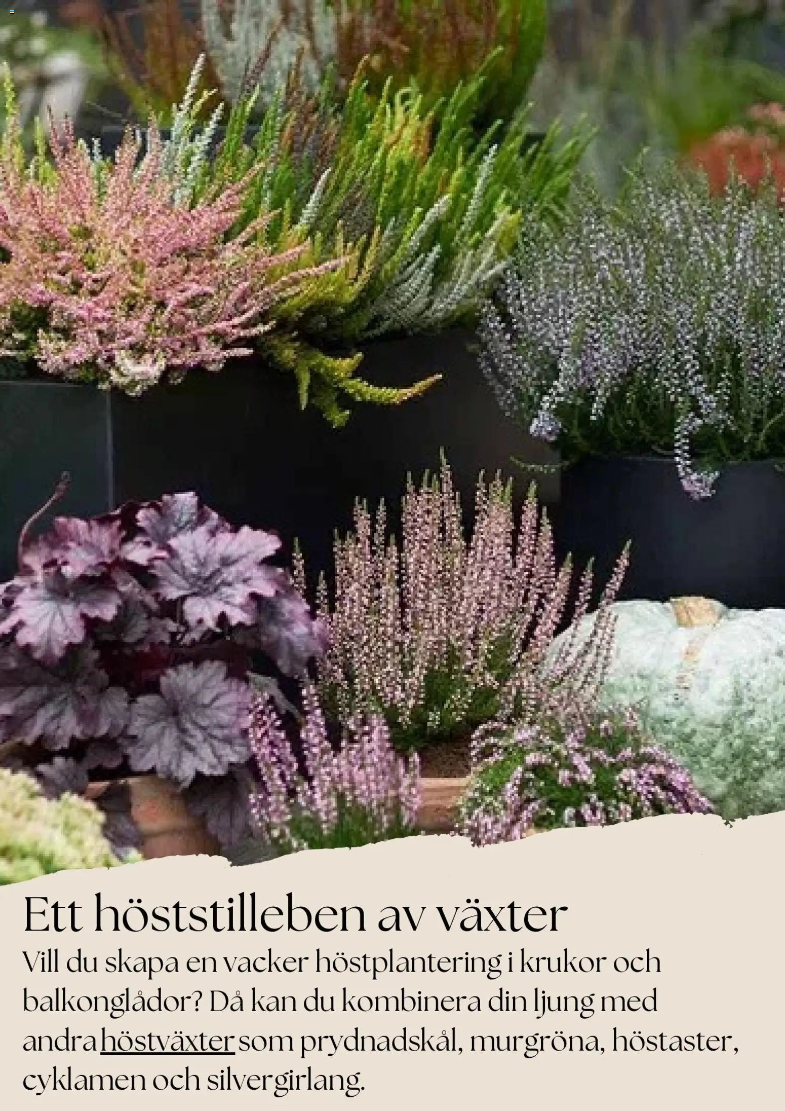 Plantagen - erbjudanden