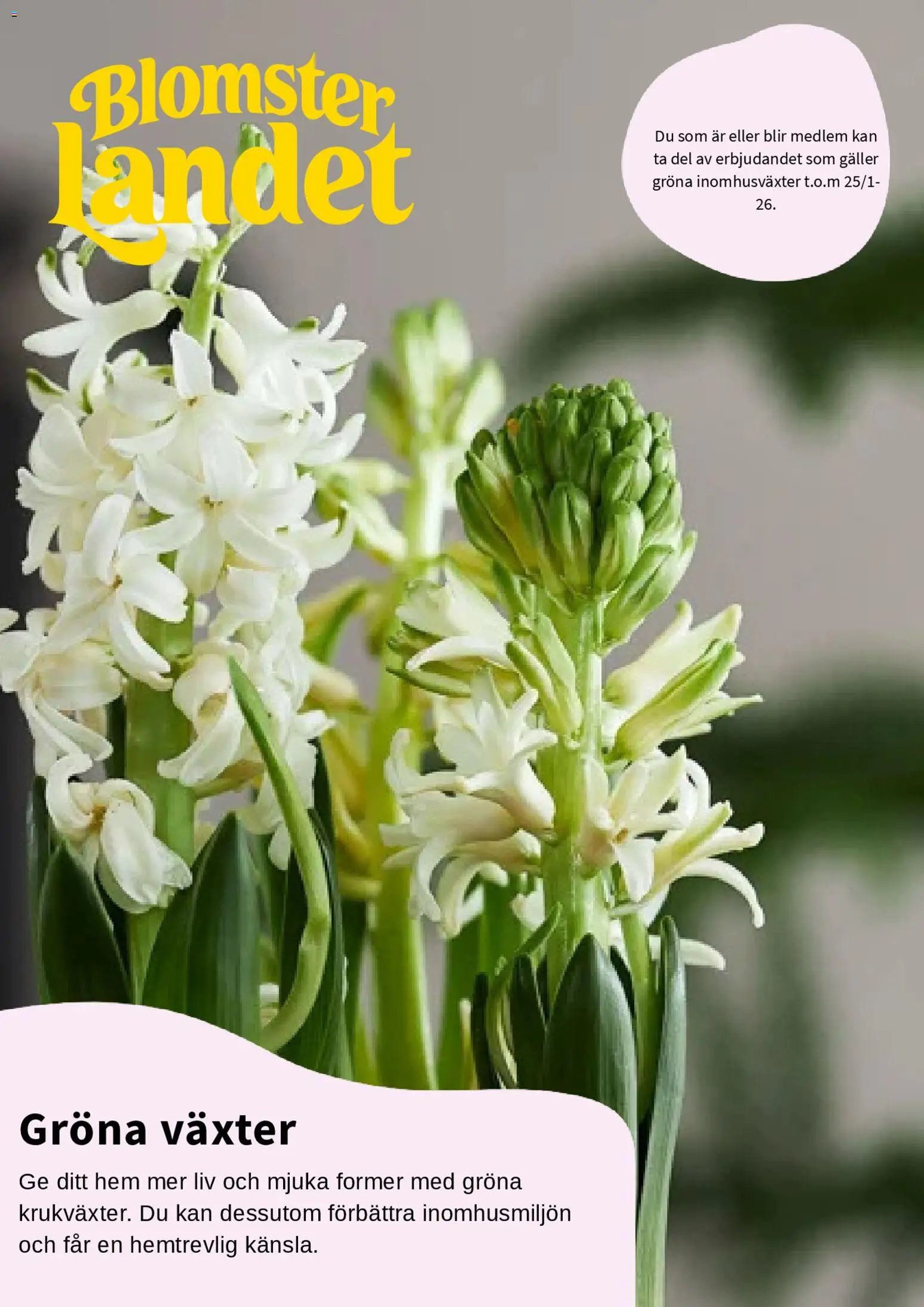 Blomsterlandet - erbjudanden