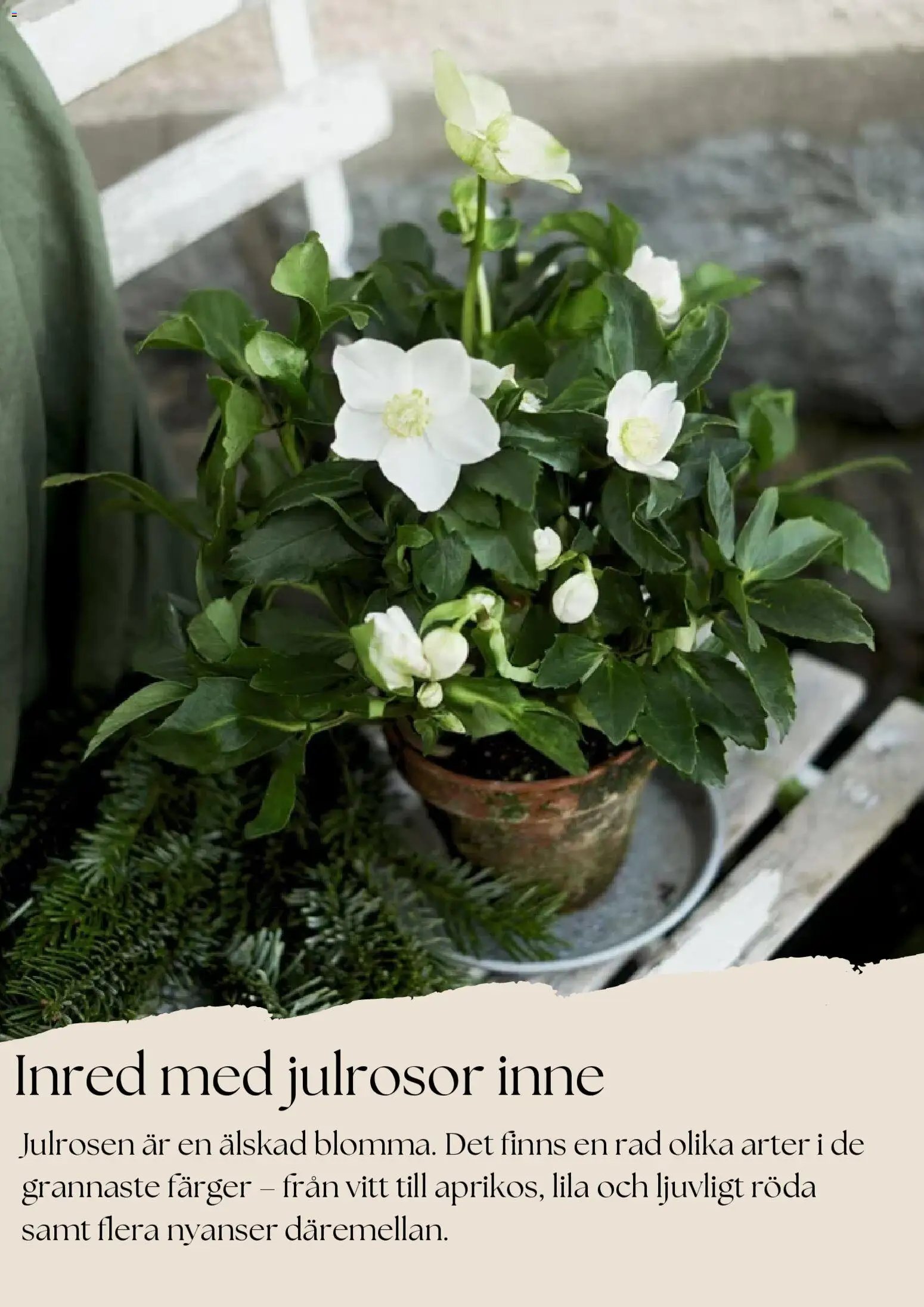 Plantagen - Black Friday