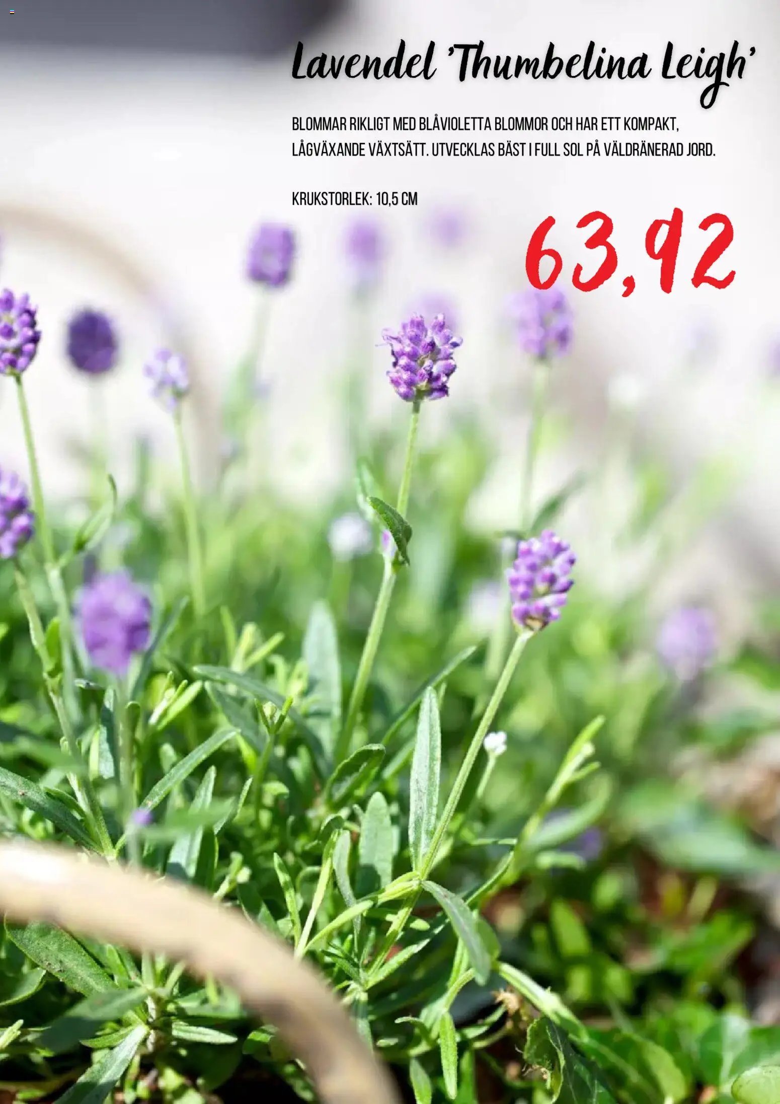 Blomsterlandet erbjudanden