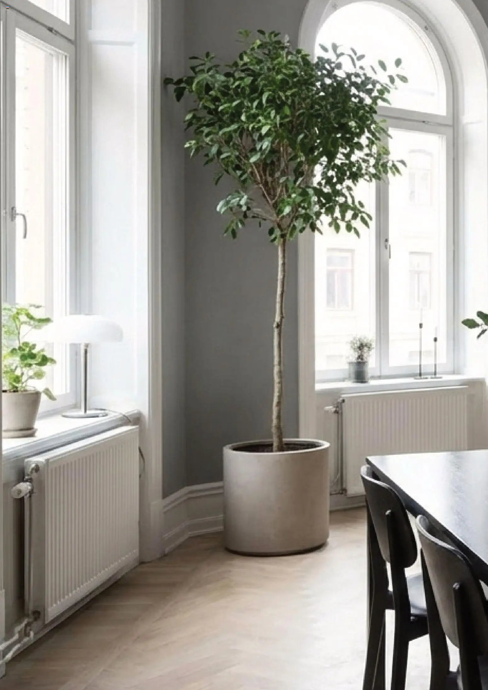 Plantagen - erbjudanden