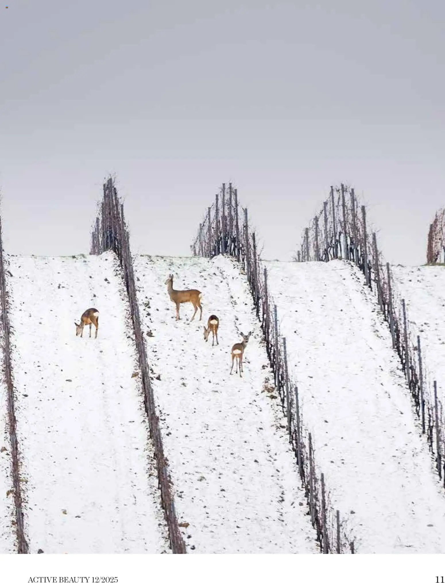 DM Drogerie Markt katalog active beauty (2025-12-01 - 2025-12-31)