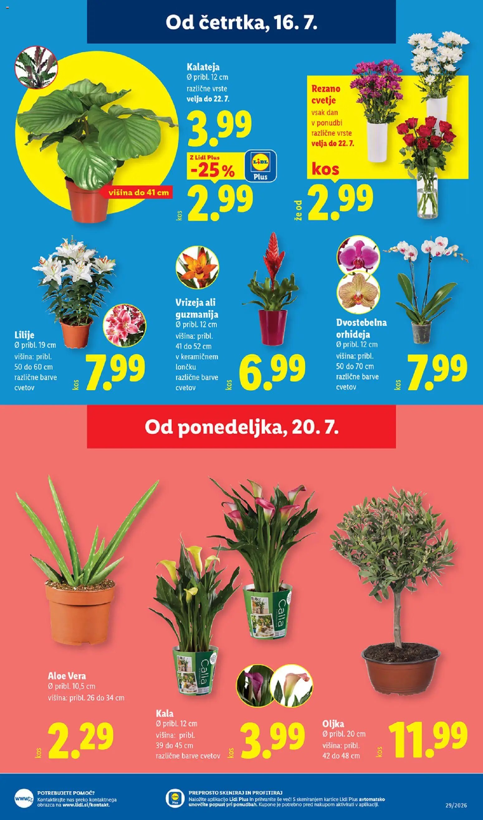Lidl katalog