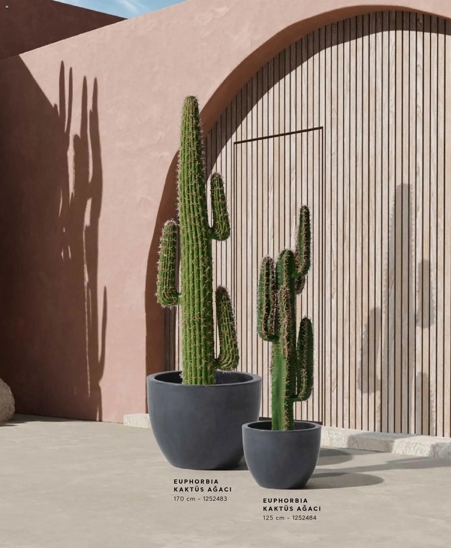 Mudo - Katalog  Ağaç 2026