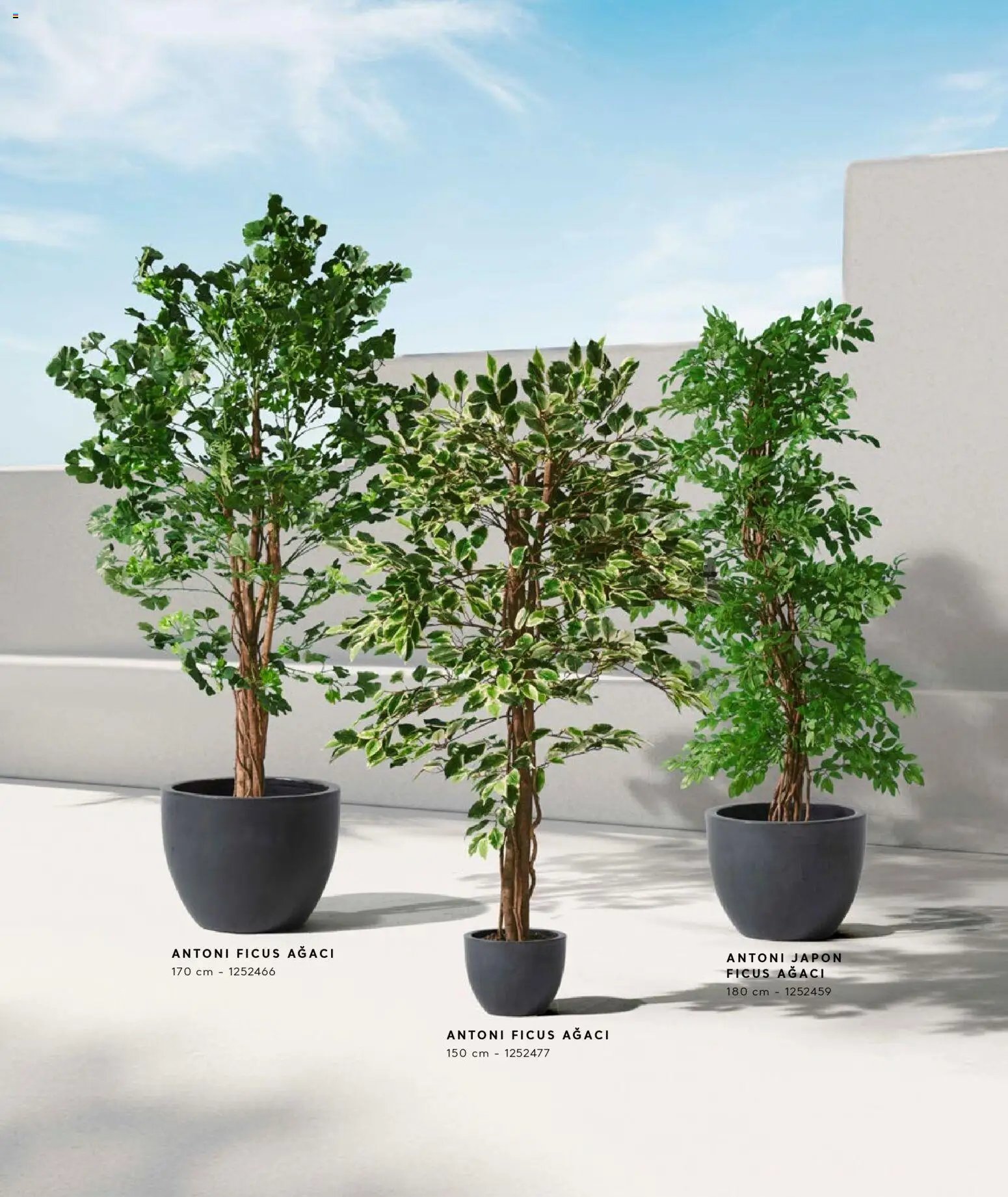 Mudo - Katalog  Ağaç 2026