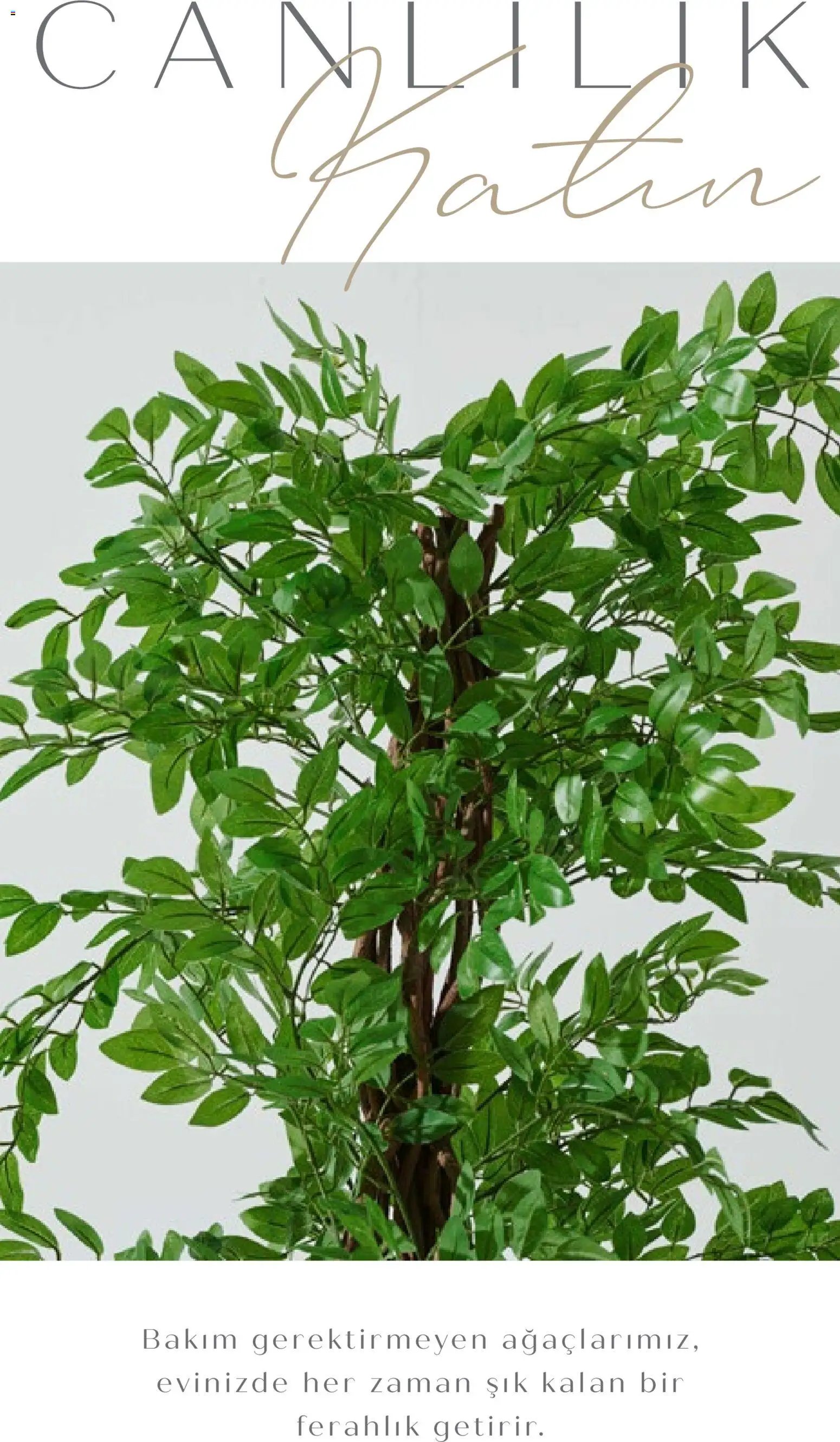 Mudo - Katalog  Ağaç 2026