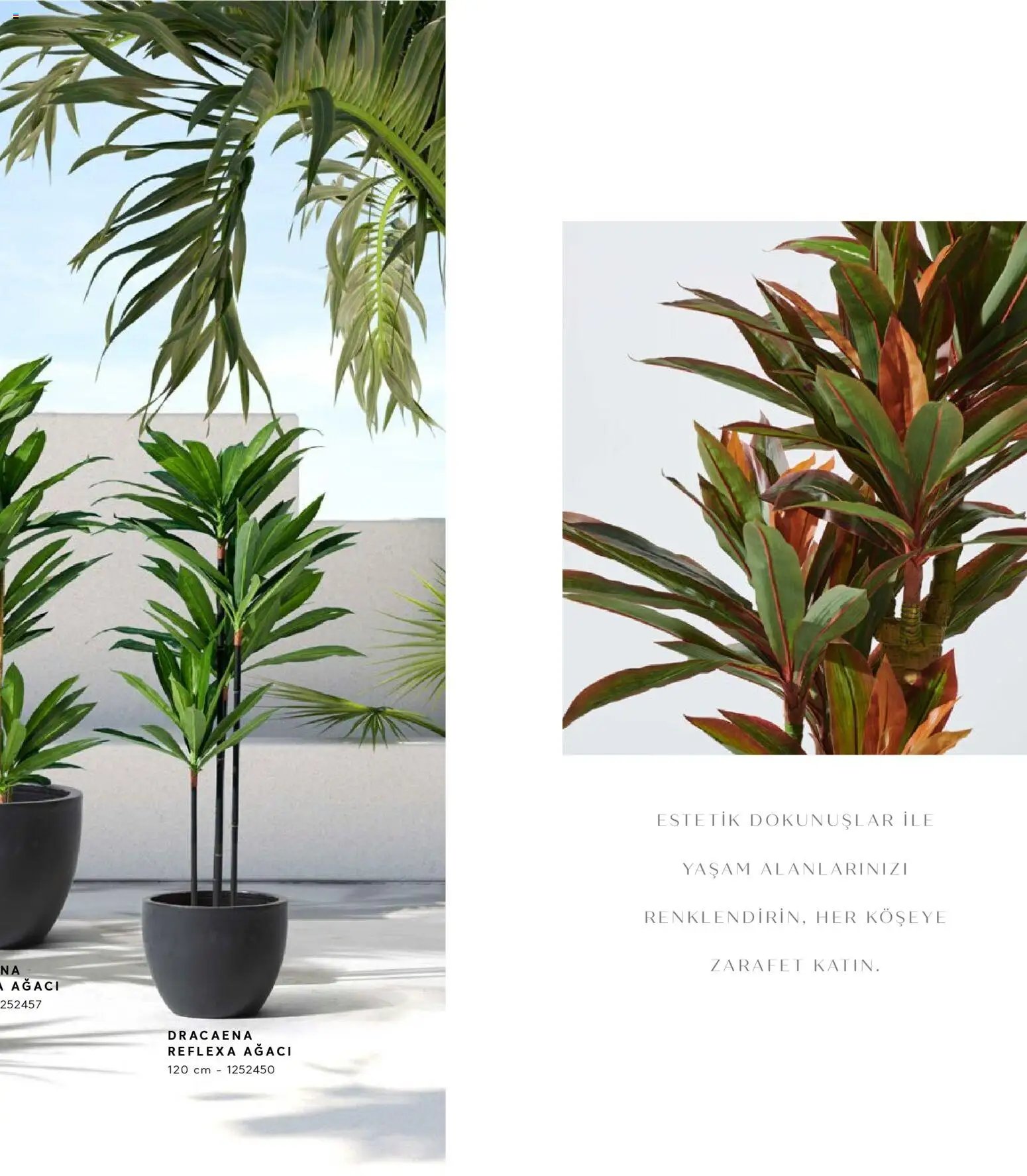 Mudo - Katalog  Ağaç 2026