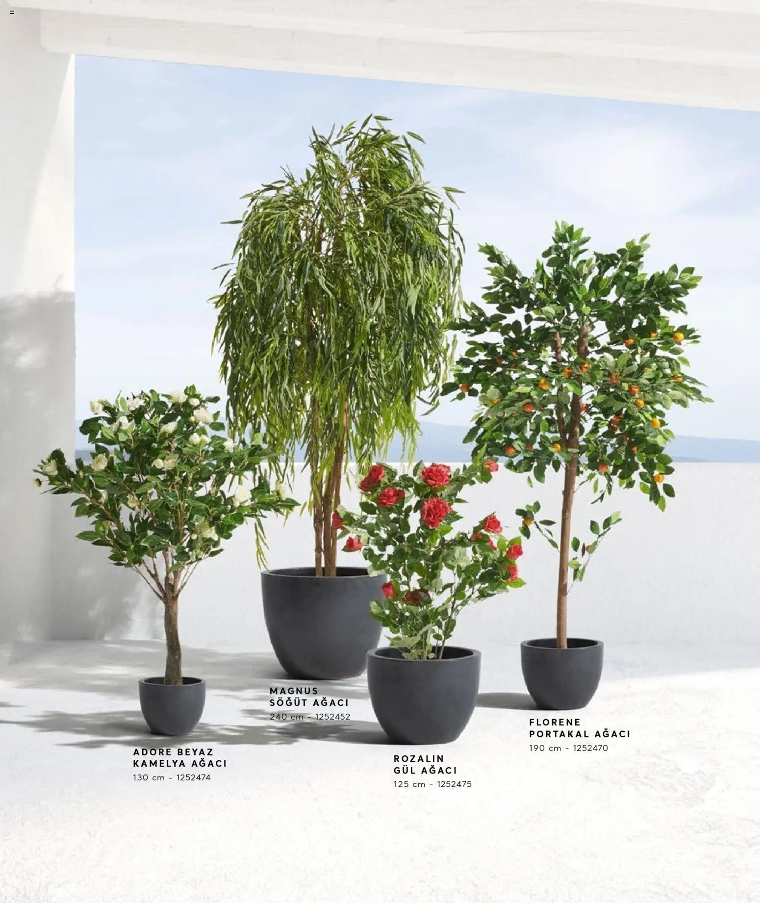 Mudo - Katalog  Ağaç 2026