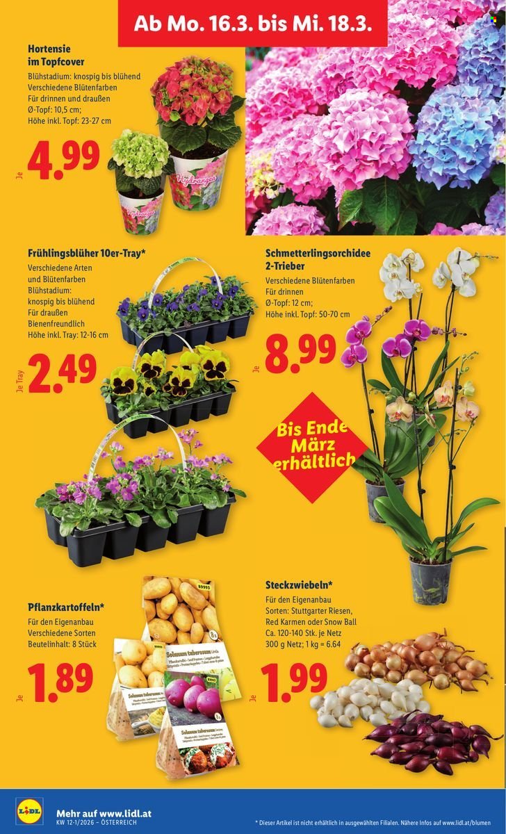 LIDL Flugblatt - Ab Donnerstag, 12.3.2026 (2026-03-12 - 2026-03-18) | 31