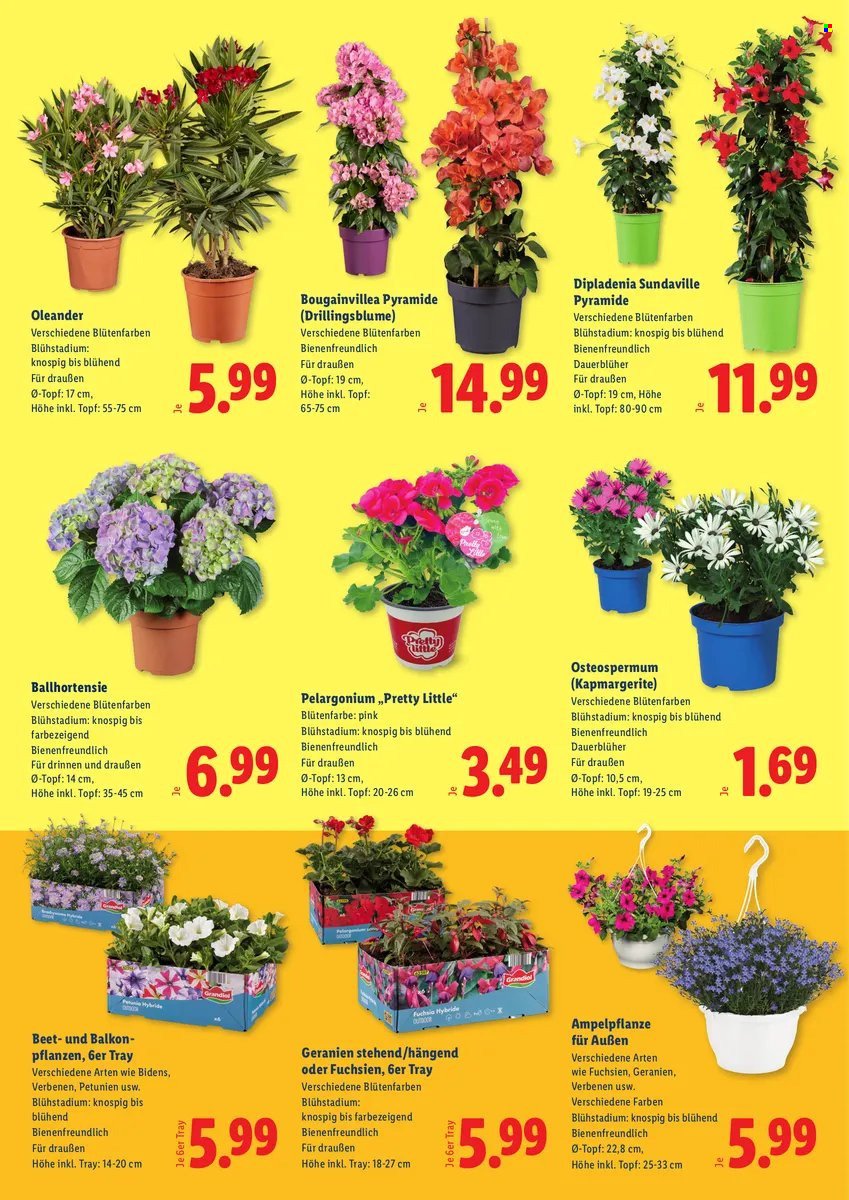 LIDL Flugblatt - Pflanzenmarkt