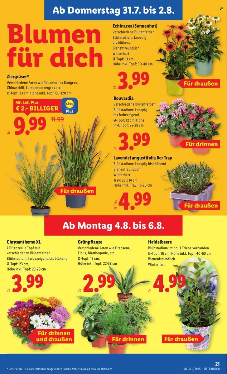 LIDL Flugblatt - Ab Donnerstag, 31.7.2025 (2025-07-31 - 2025-08-06)