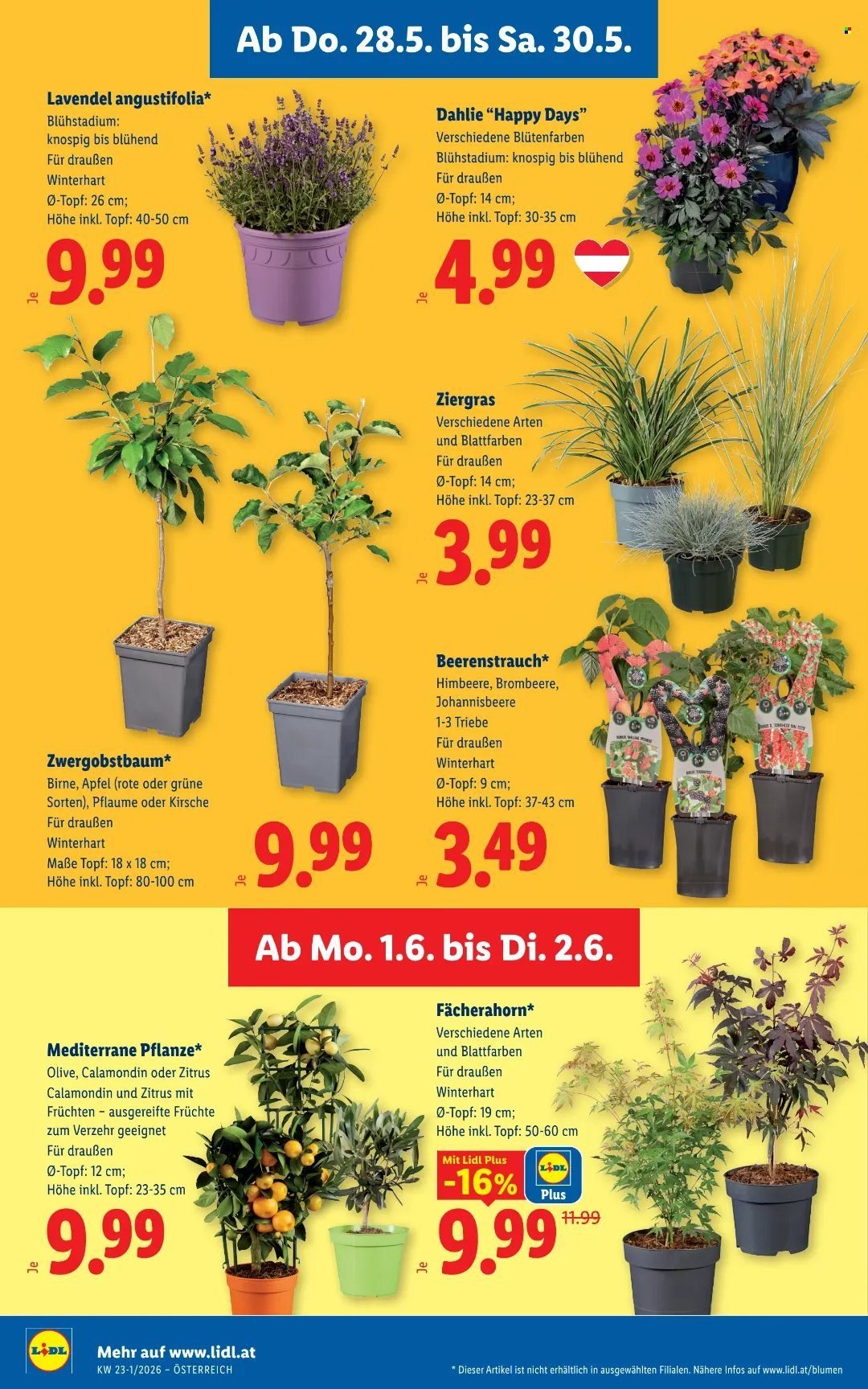 LIDL Flugblatt - Ab Donnerstag, 28.5.2026