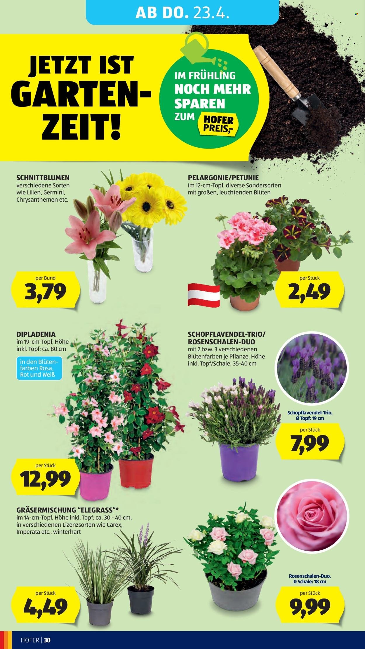 HOFER Flugblatt - Ab Freitag, 17.4.2026 (2026-04-17 - 2026-04-23) | 34