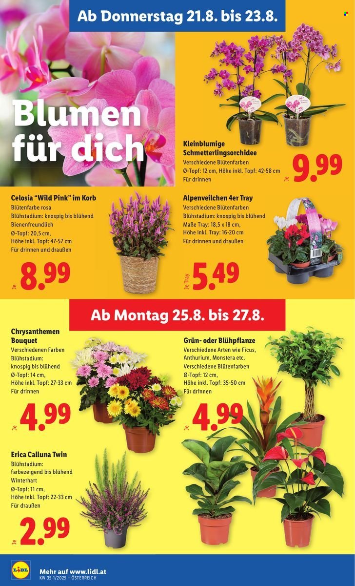 LIDL Flugblatt - Ab Donnerstag, 21.8.2025 (2025-08-21 - 2025-08-27)