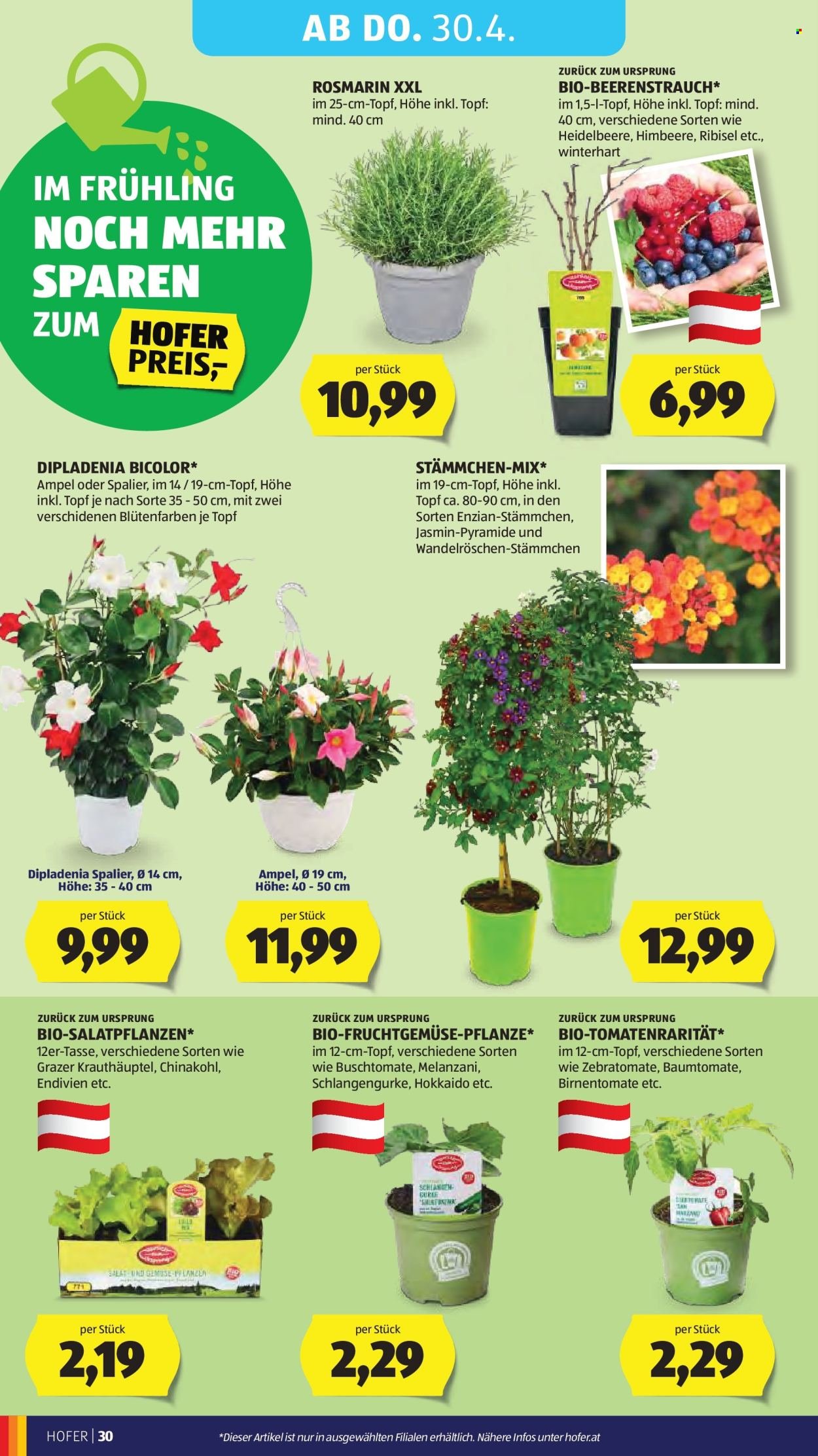 HOFER Flugblatt - Ab Mittwoch, 22.4.2026