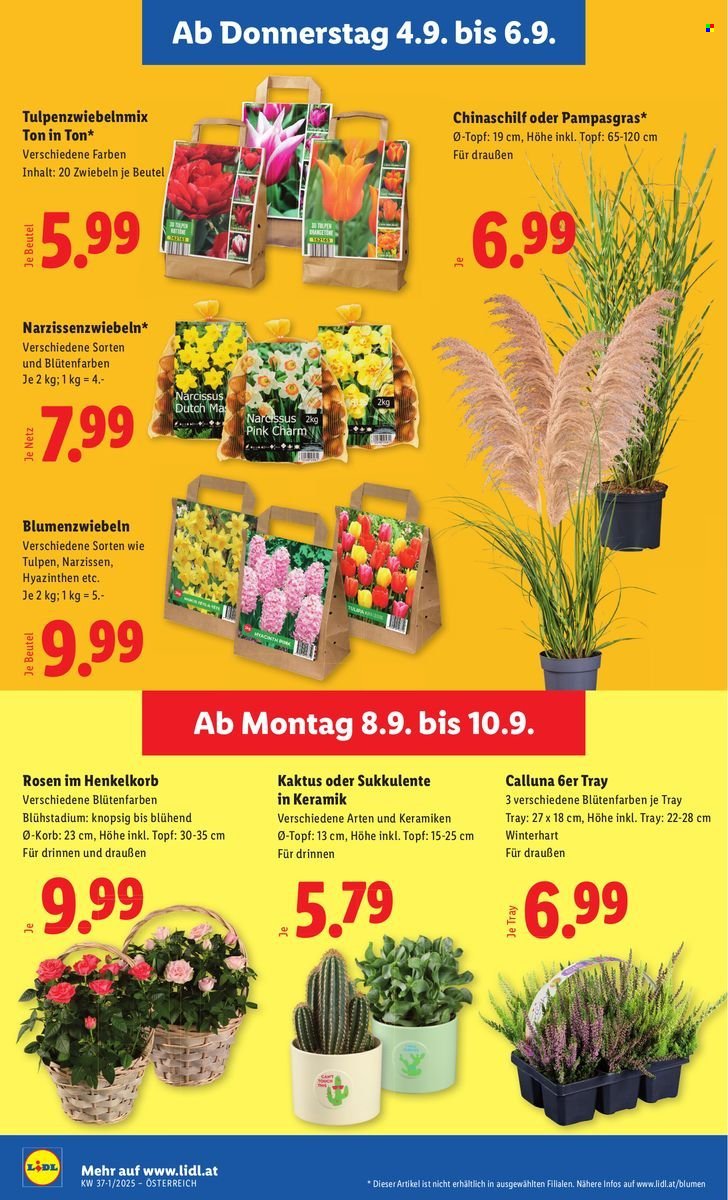 LIDL Flugblatt - Ab Donnerstag, 4.9.2025 (2025-09-04 - 2025-09-10)