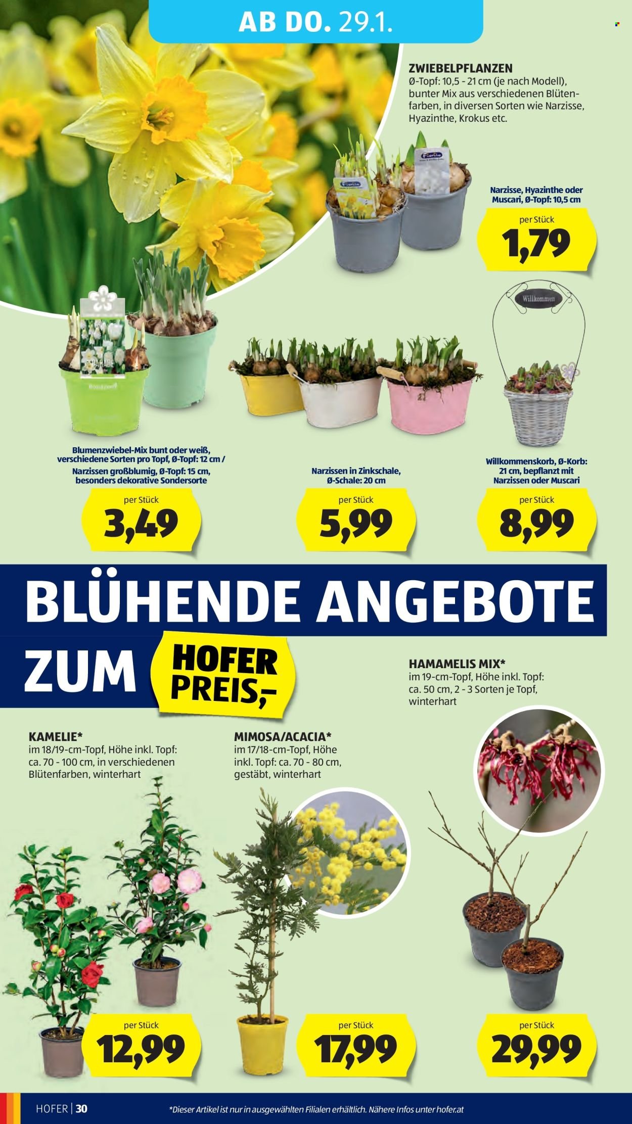 HOFER Flugblatt - Ab Freitag, 23.1.2026