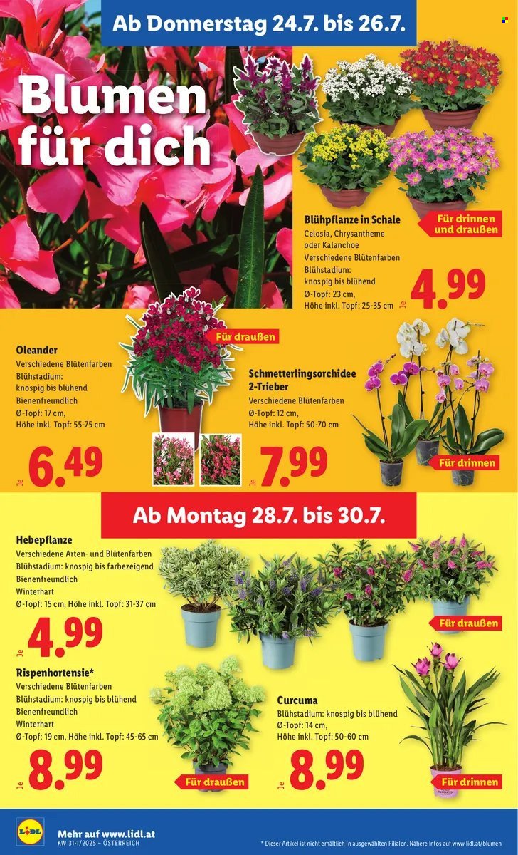 LIDL Flugblatt - Ab Donnerstag, 24.7.2025 (2025-07-24 - 2025-07-30)