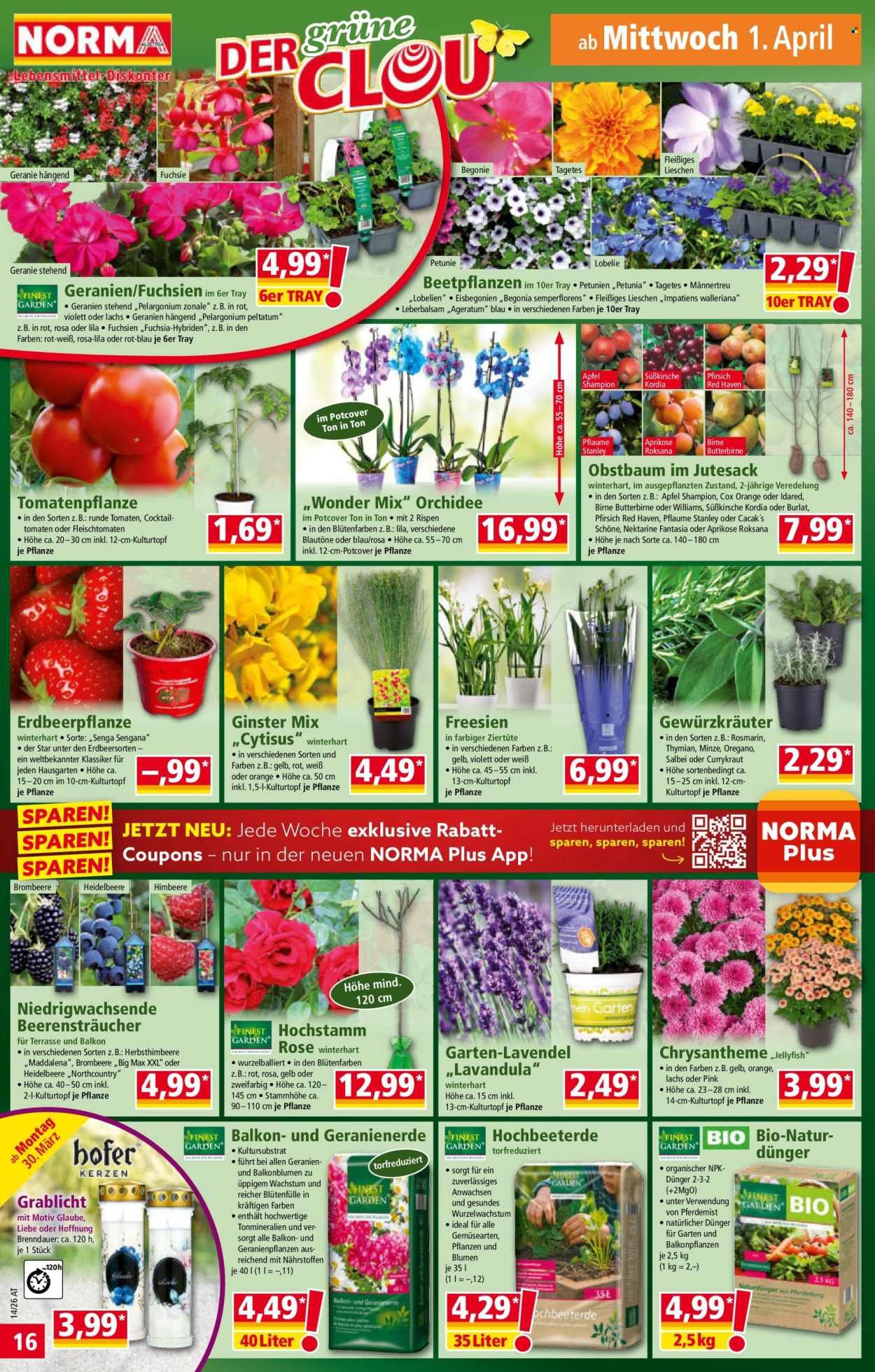 NORMA Flugblatt - Ab Montag, 30.3.2026