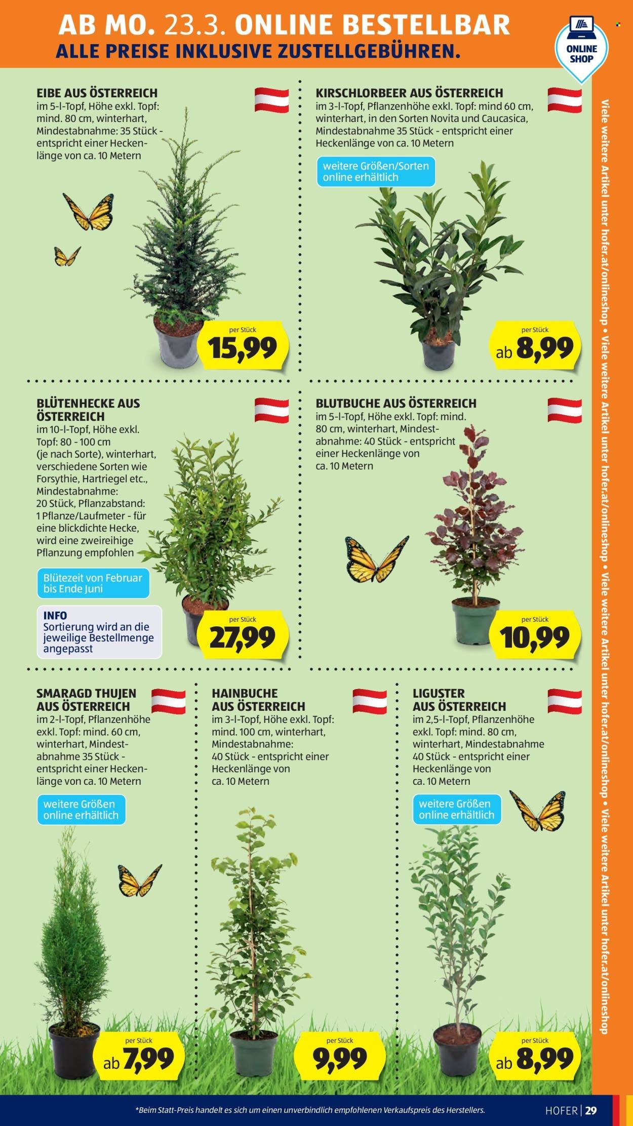 HOFER Flugblatt - Ab Freitag, 20.3.2026 (2026-03-20 - 2026-03-26) | 37
