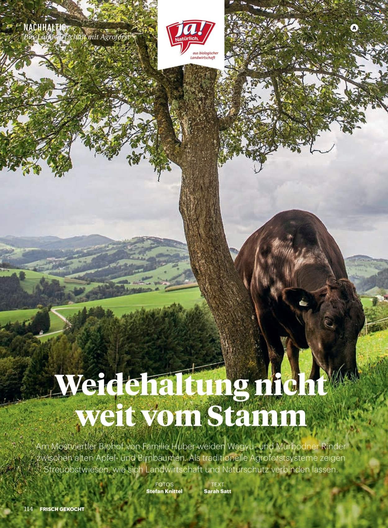 BILLA Flugblatt - Ab Donnerstag, 1.1.2026