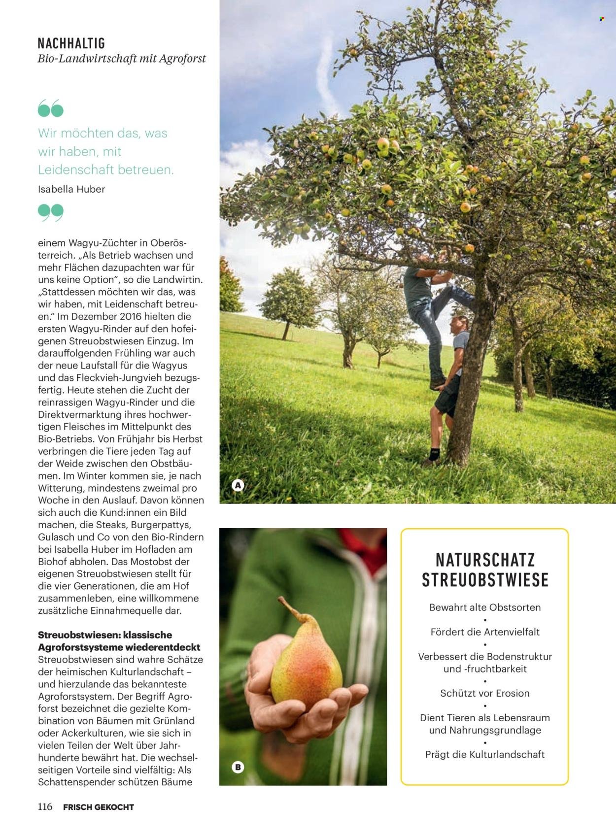 BILLA Flugblatt - Ab Donnerstag, 1.1.2026