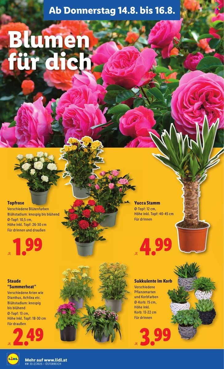 LIDL Flugblatt - Ab Donnerstag, 14.8.2025 (2025-08-14 - 2025-08-20)