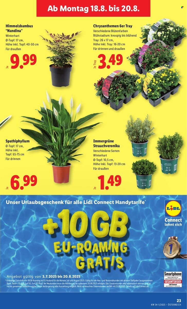 LIDL Flugblatt - Ab Donnerstag, 14.8.2025 (2025-08-14 - 2025-08-20)