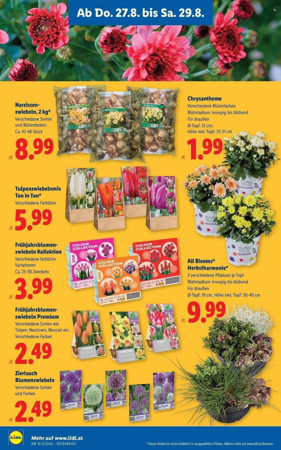 LIDL Flugblatt - Ab Donnerstag, 27.8.2026