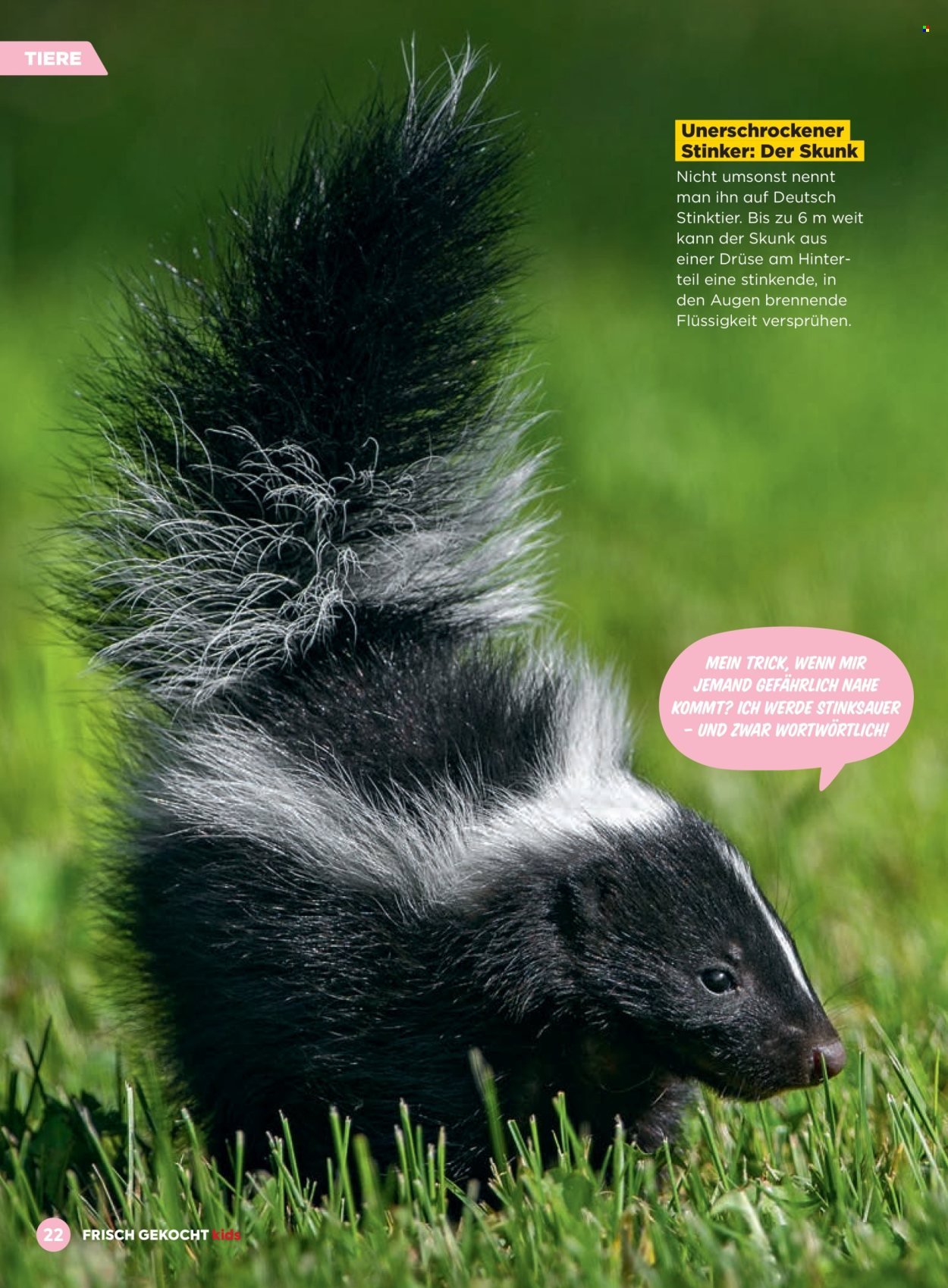 BILLA Flugblatt - Februar 2026