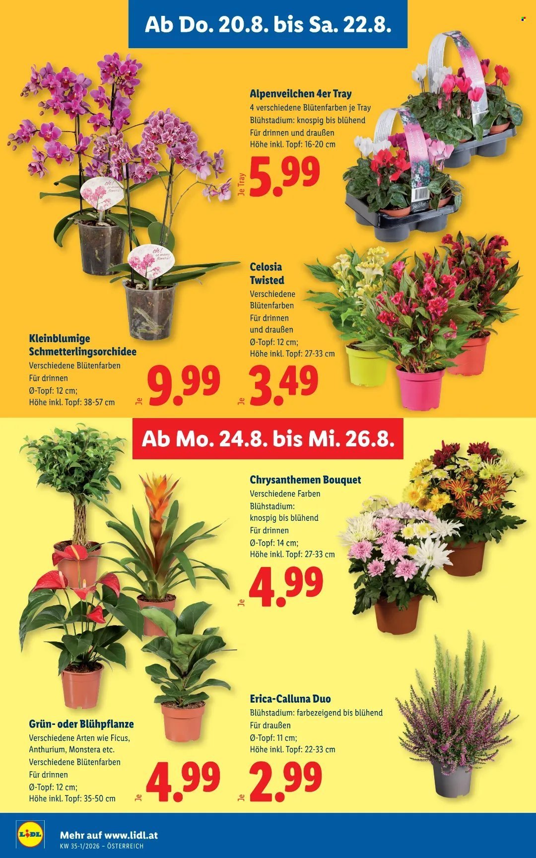 LIDL Flugblatt - Ab Donnerstag, 20.8.2026