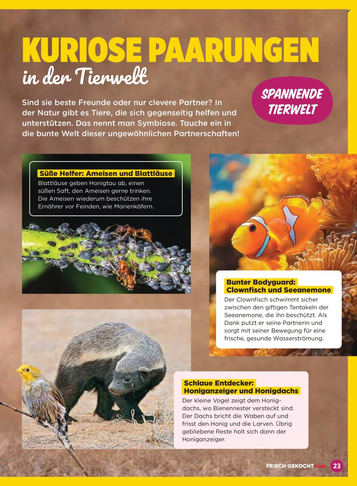 BILLA Flugblatt - September 2025 (2025-09-03)