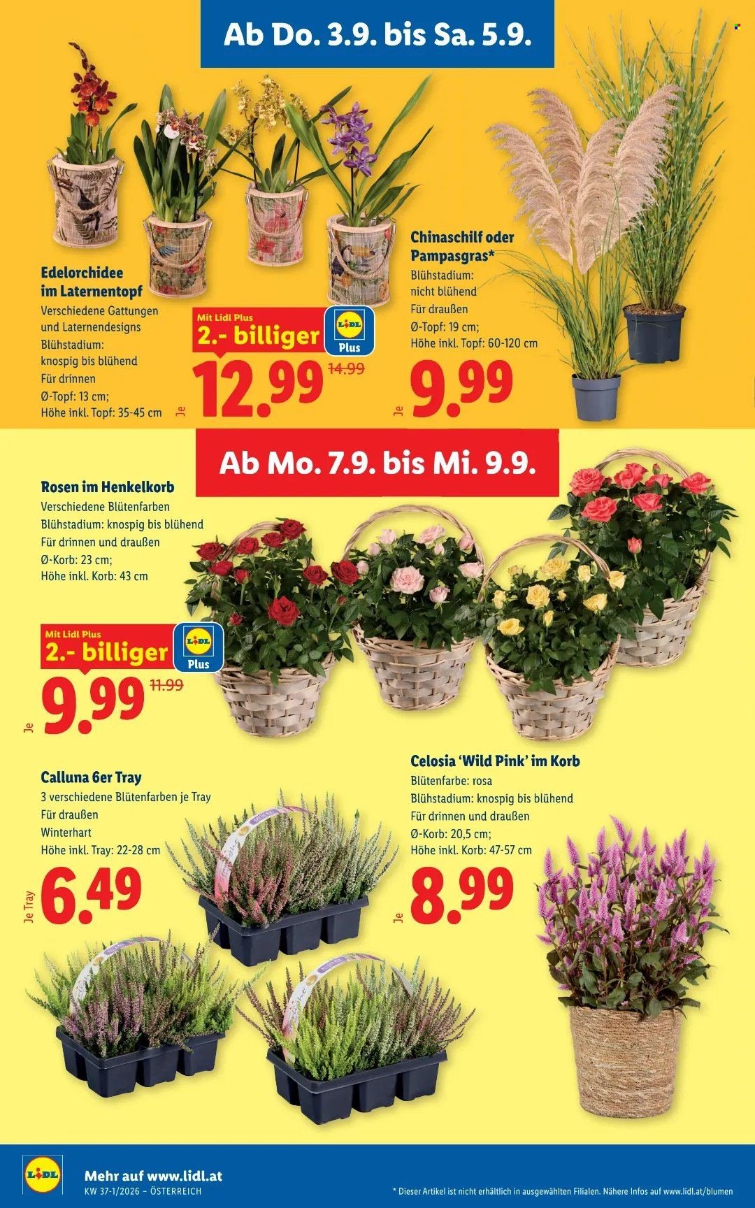 LIDL Flugblatt - Ab Donnerstag, 3.9.2026