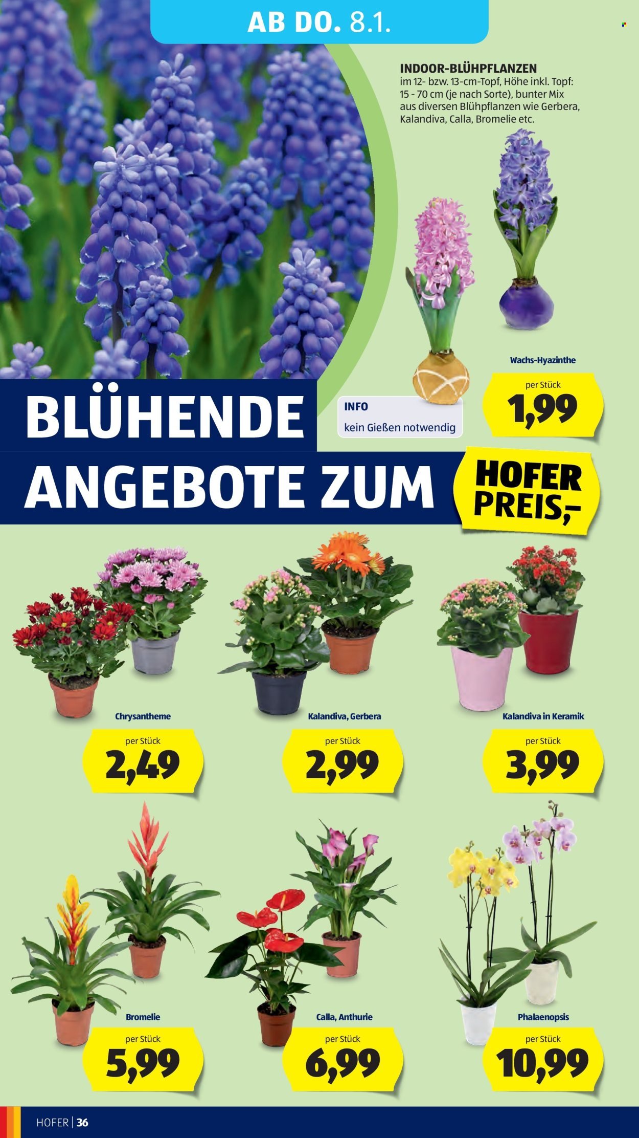 HOFER Flugblatt - Ab Freitag, 2.1.2026