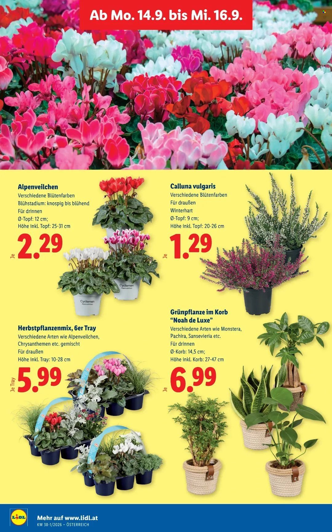LIDL Flugblatt - Ab Donnerstag, 10.9.2026